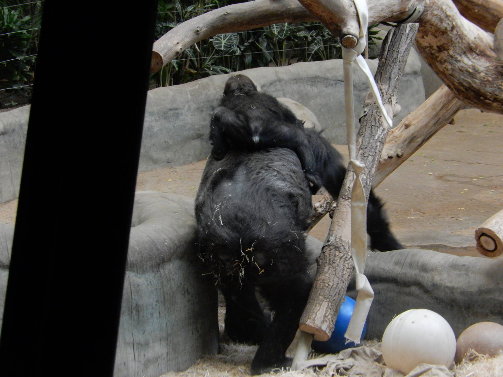 3/11/2016 - Femelle and Sulaiman