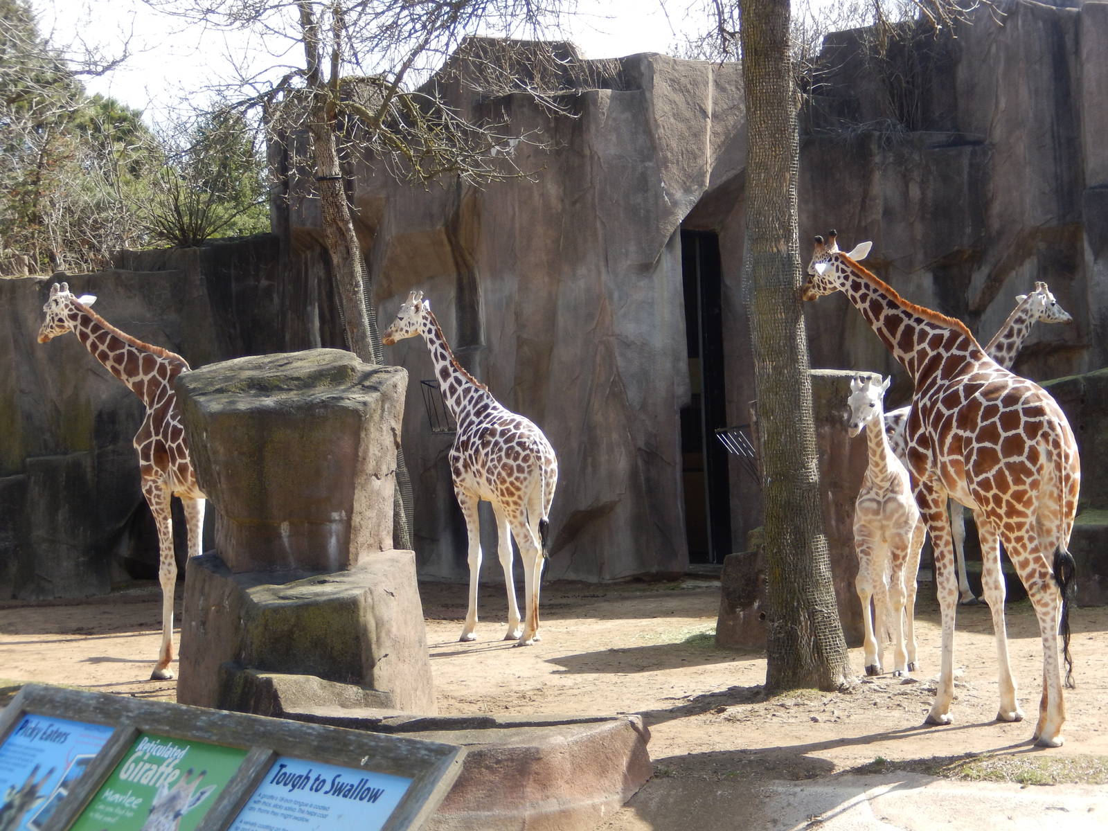 3/11/2016 - Giraffe Herd
