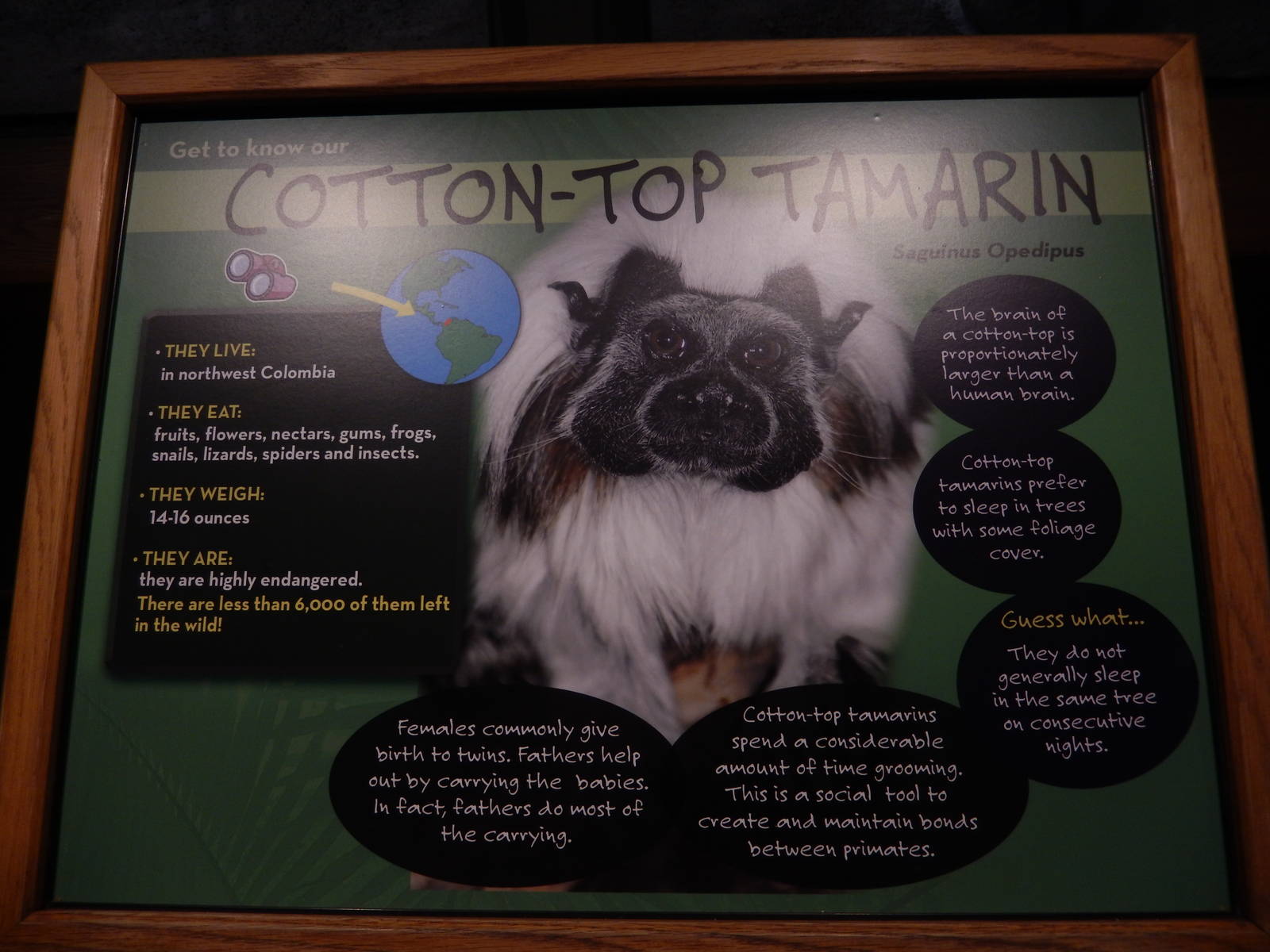 3/11/2016 - New Cotton Top Tamarin Sign