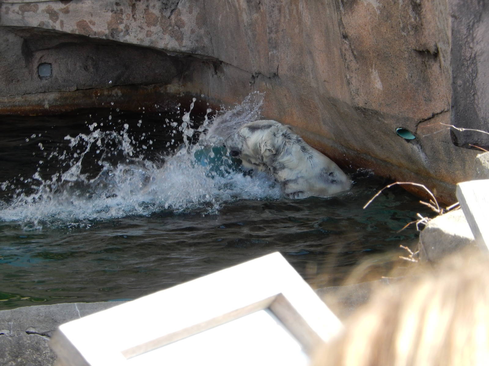 3/11/2016 - Polar Splash