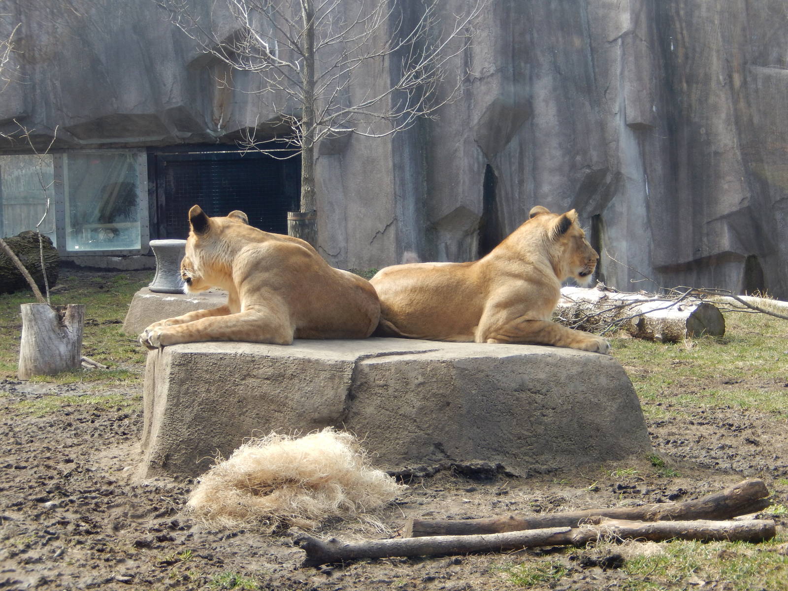 3/11/2016 - Savannah and Amali