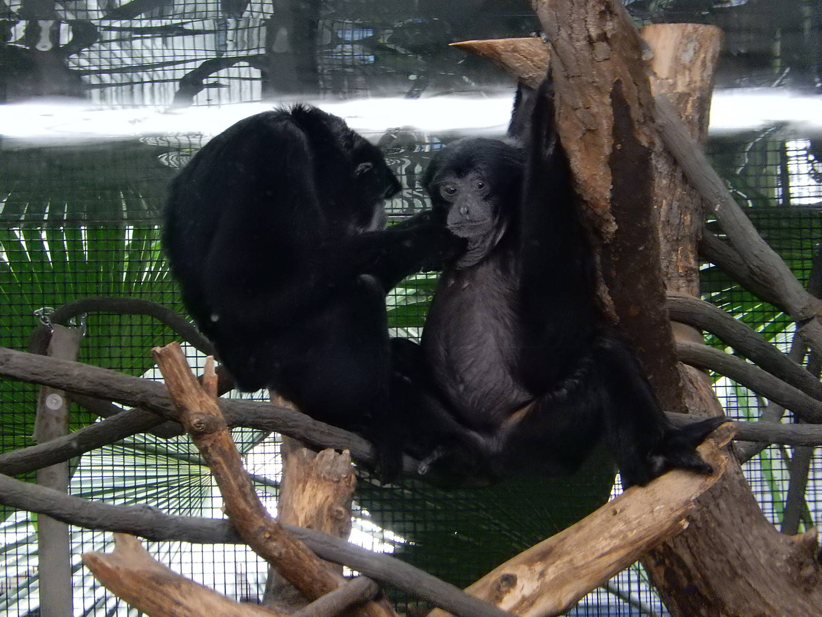 3/11/2016 - Siamangs