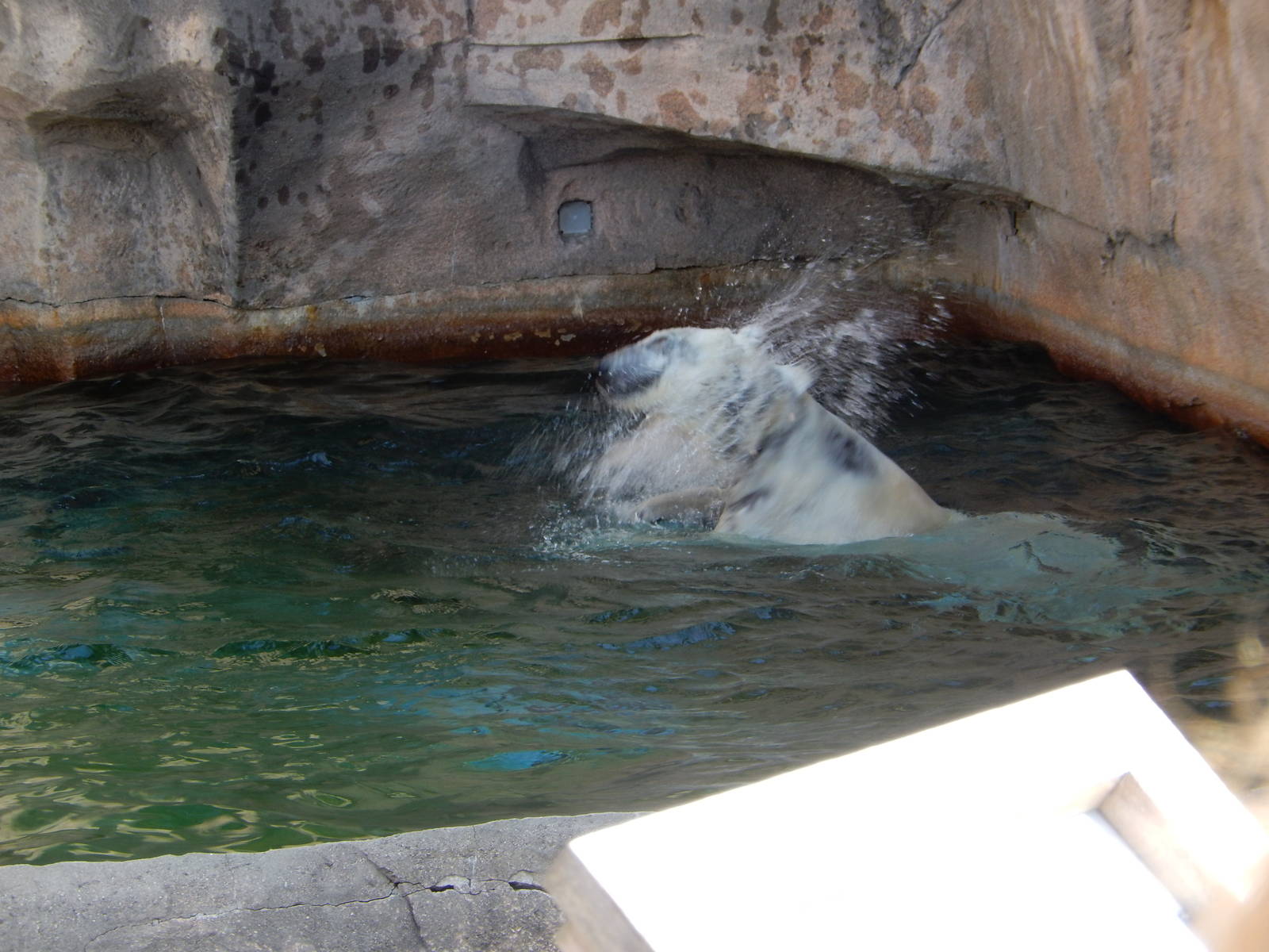 3/11/2016 - Snow Lilly