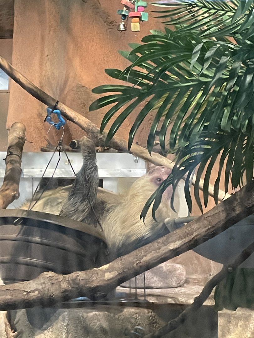 3/22/2025 - Active Sloth!