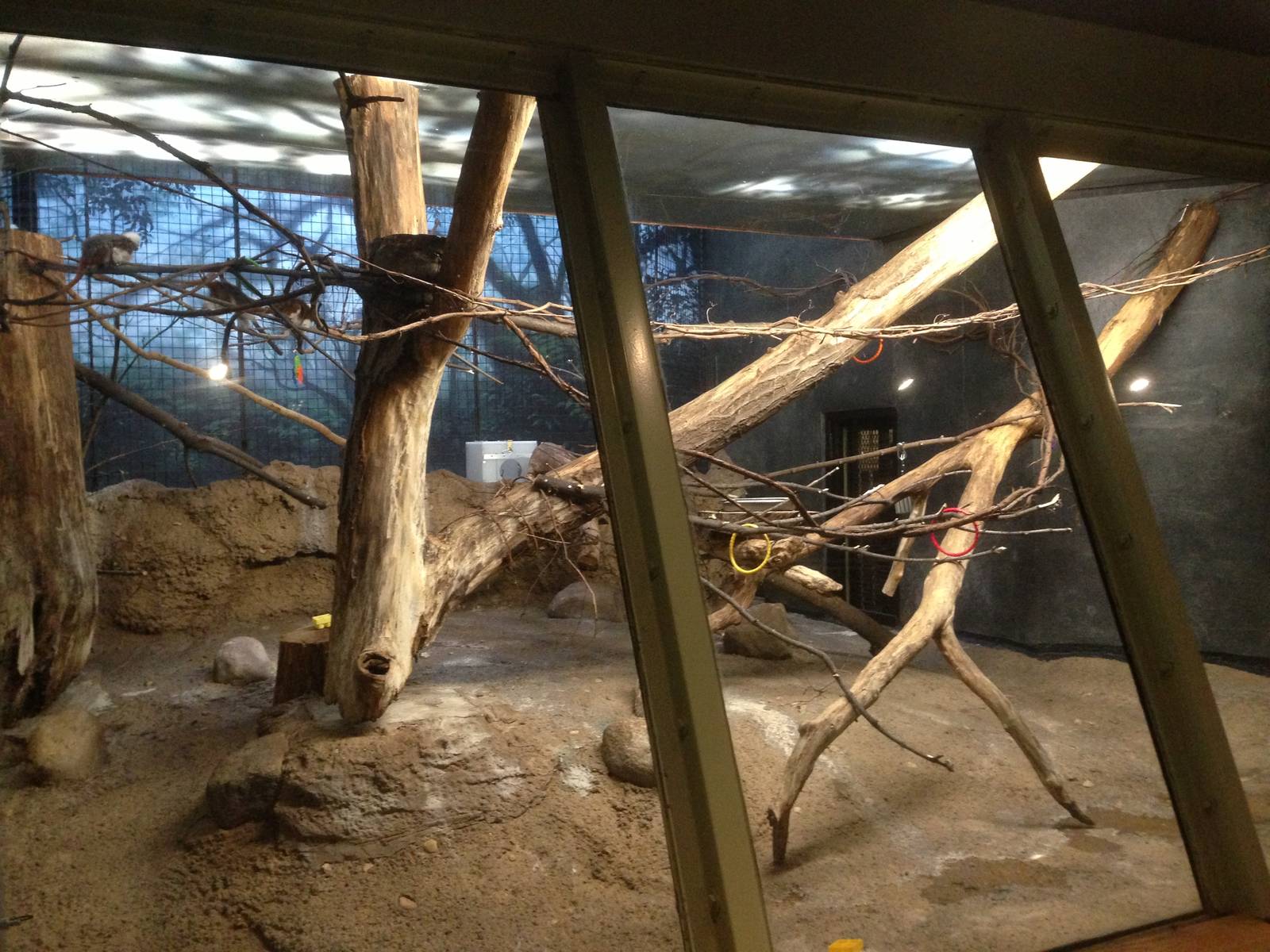 3/26/2016 - New Cotton Top Tamarin Exhibit