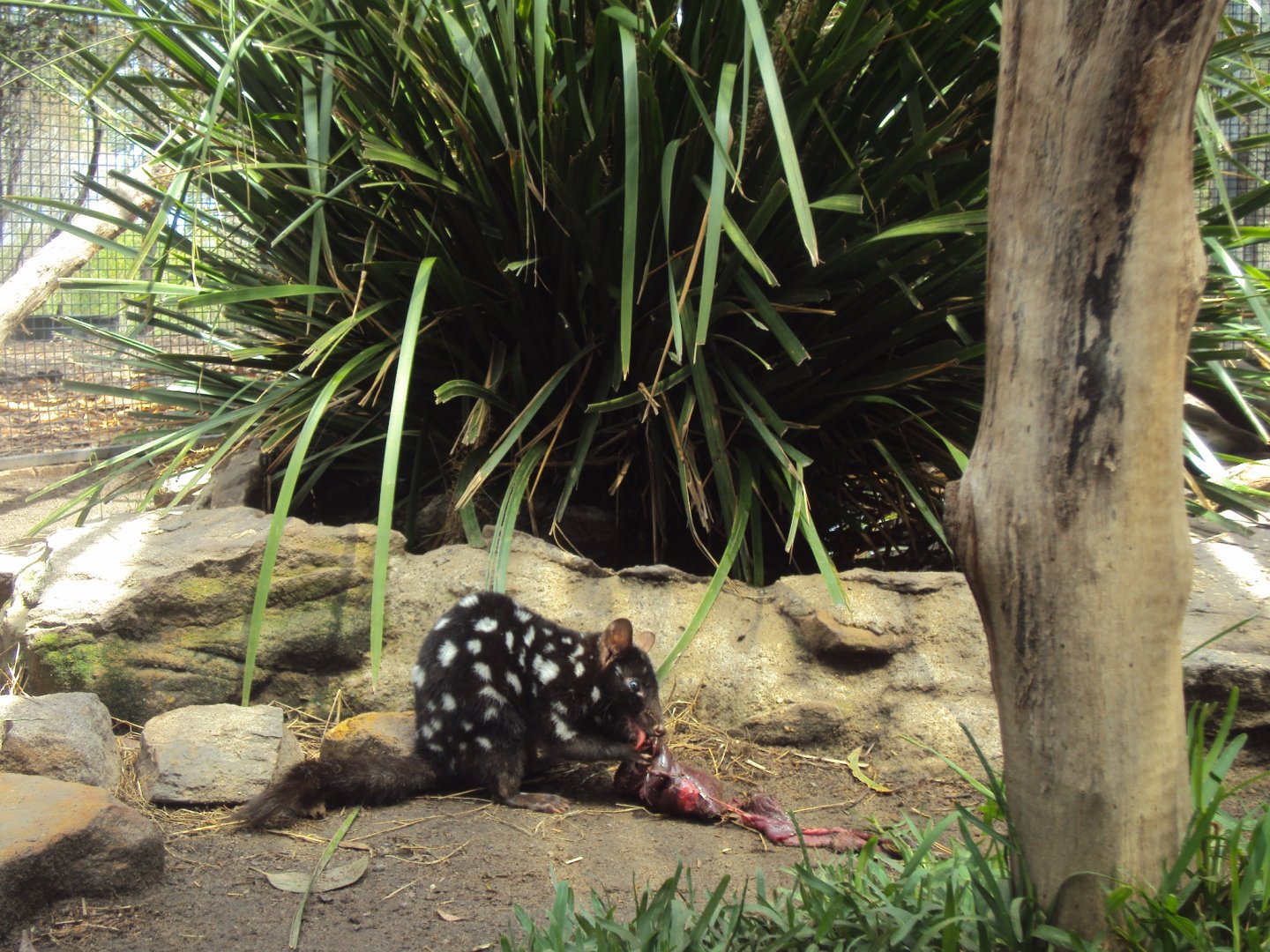 3:30 pm Eastern Quoll Encounter