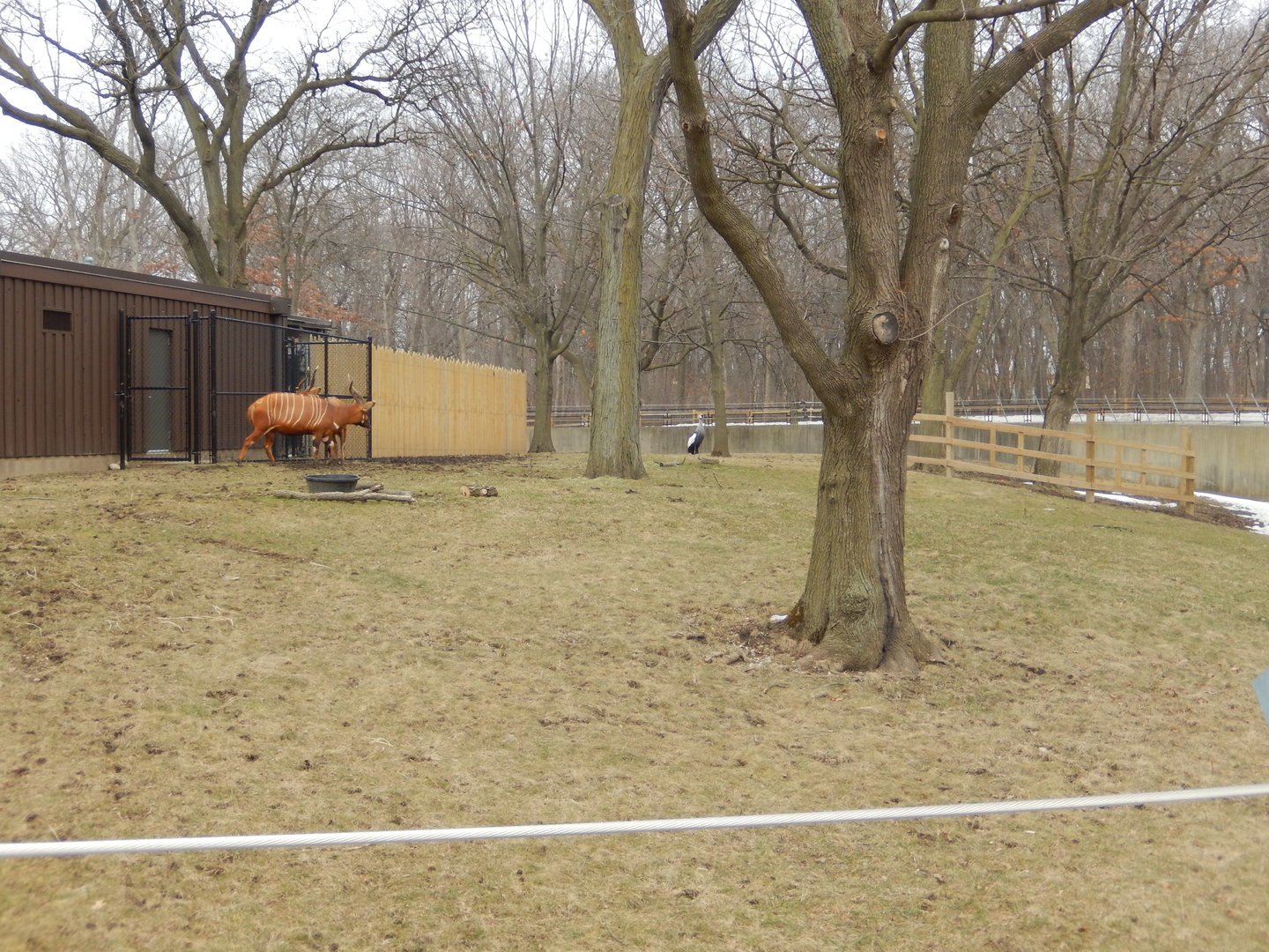 3/4/2023 - African Forest