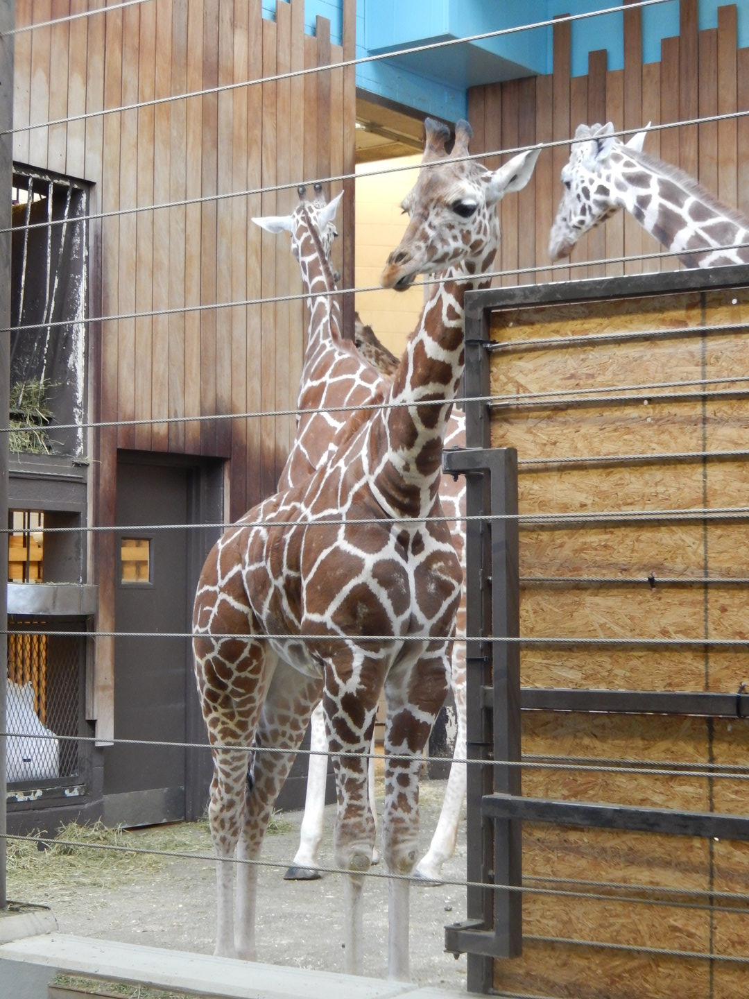 3/4/2023 - Giraffe Calf