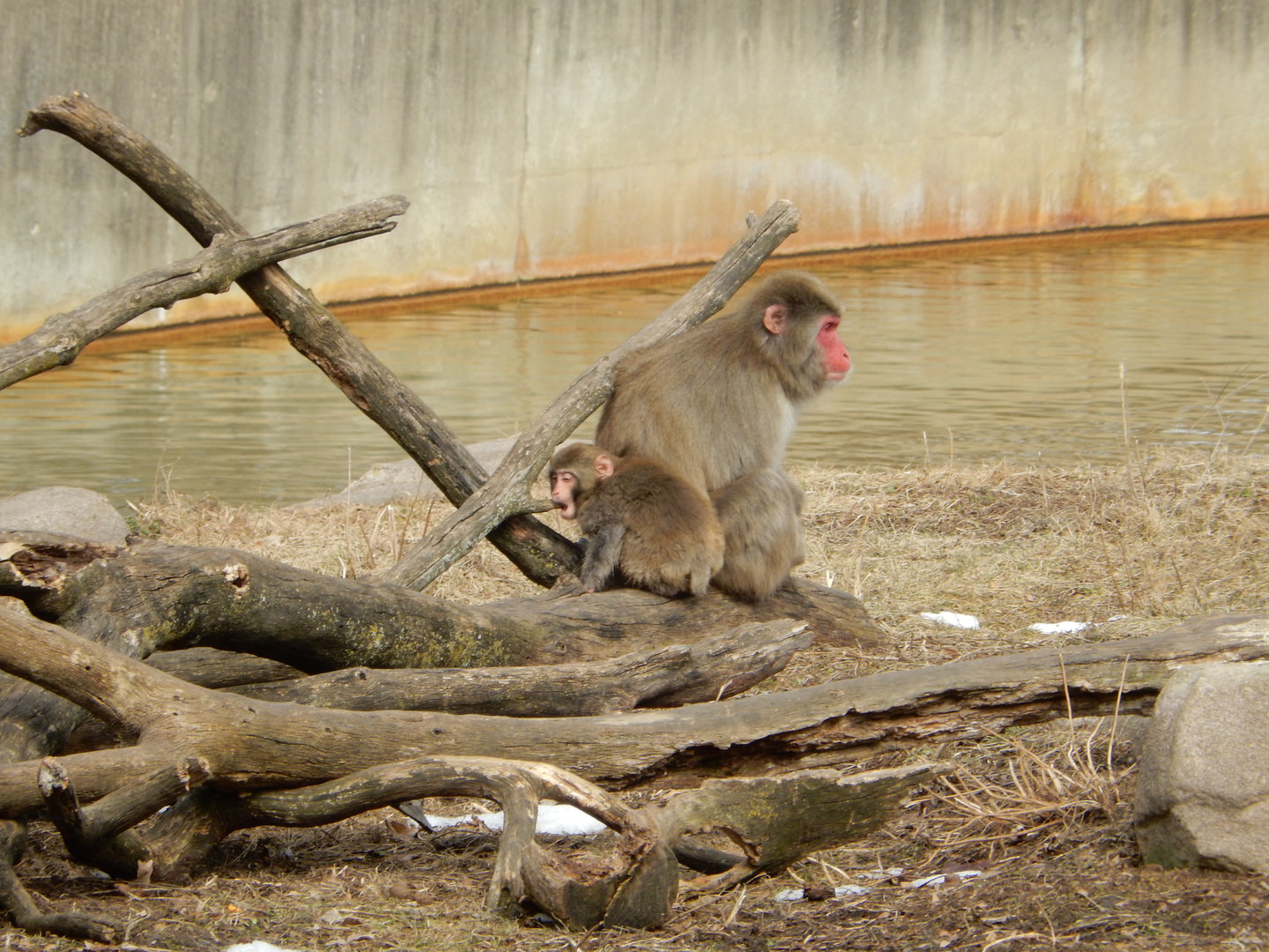 3/4/2023 - Japanese Macaque Mom & Baby
