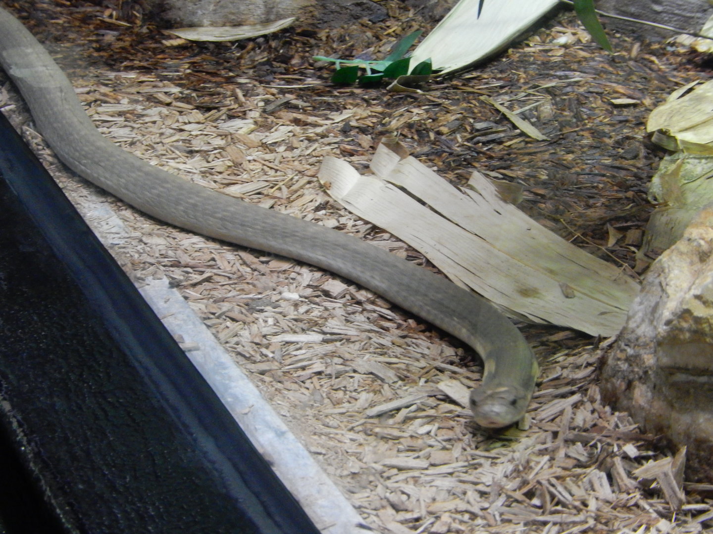 3/4/2023 - King Cobra