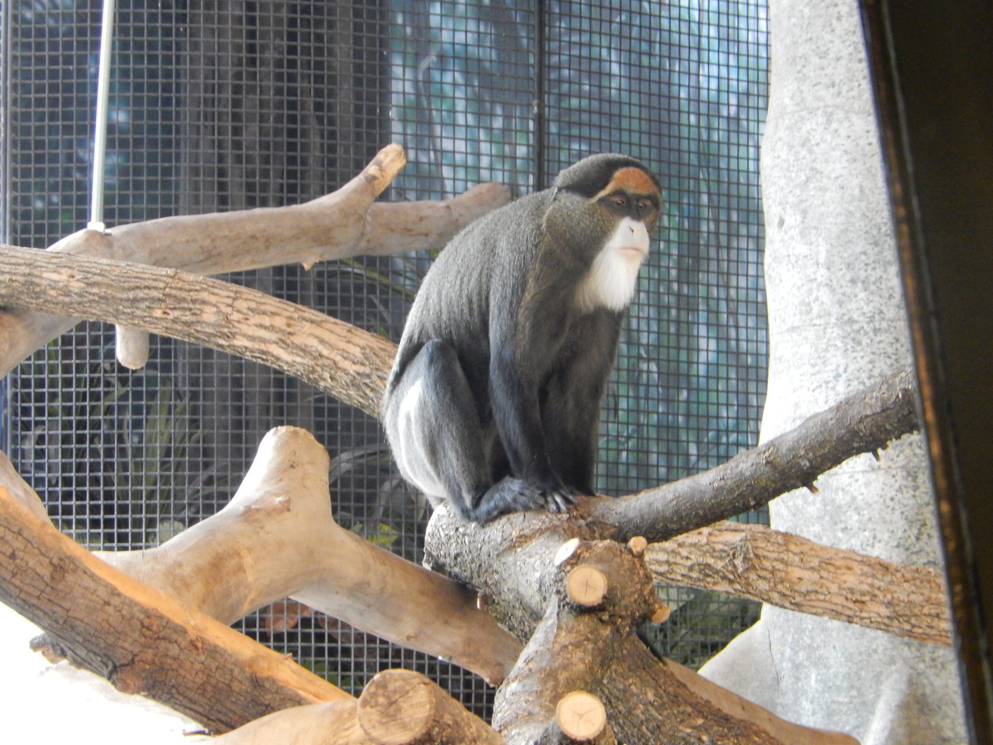 3/4/2023 - Male de Brazza's Monkey