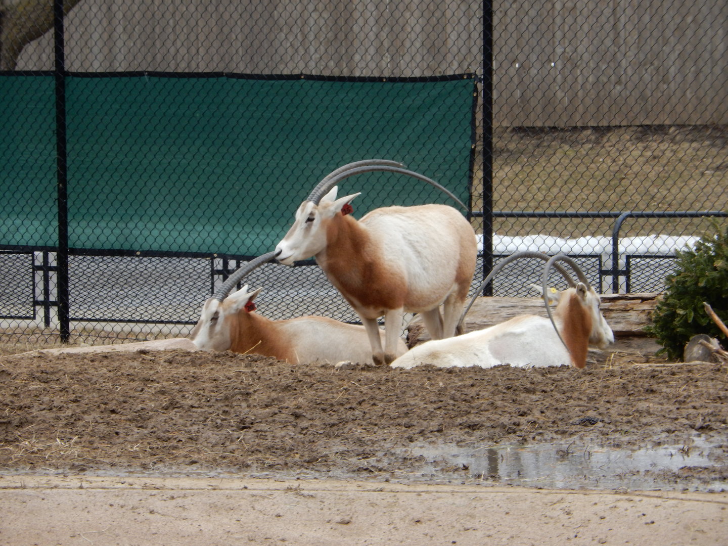 3/4/2023 - Oryx Girls