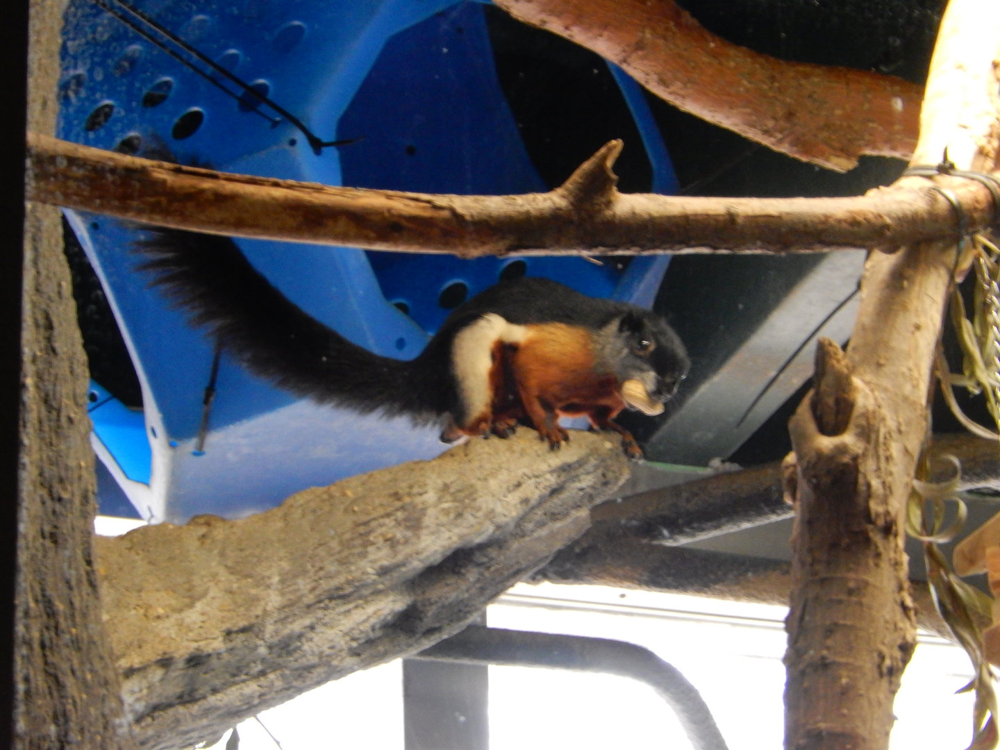 3/4/2023 - Prevost's Squirrel