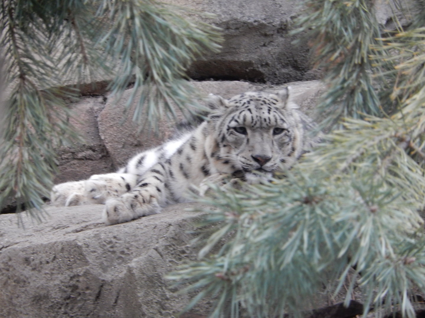 3/4/2023 - Queen of the Alpines