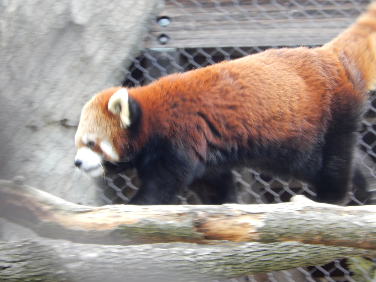 3/4/2023 - Red Panda
