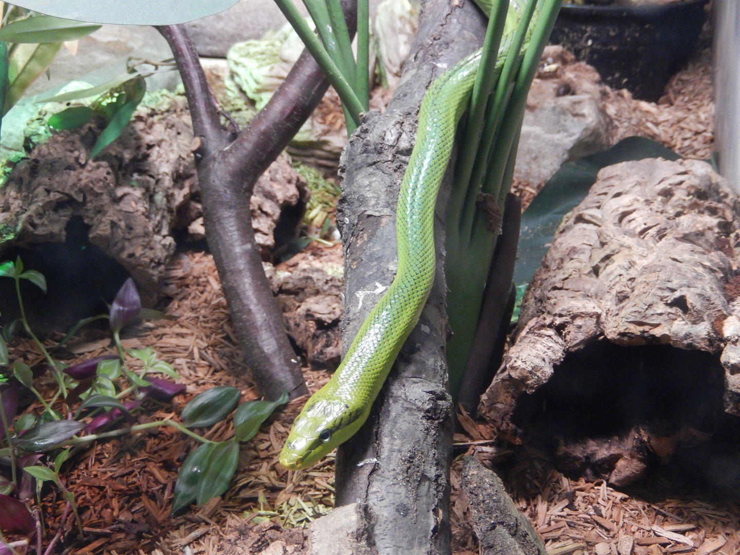 3/4/2023 - Red-tailed Green Rat Snake