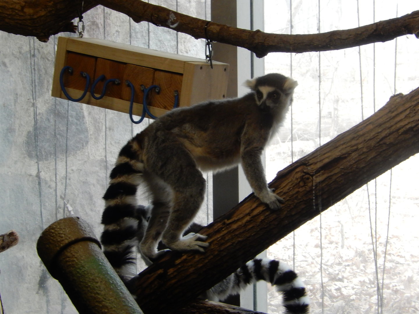 3/4/2023 - Ring-tailed Lemur