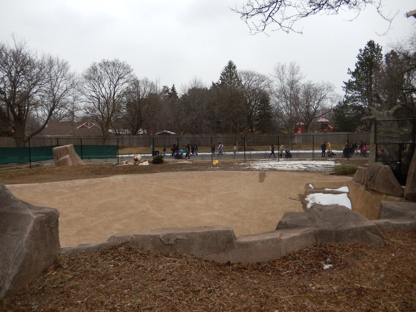 3/4/2023 - Scimitar-Horned Oryx Exhibit