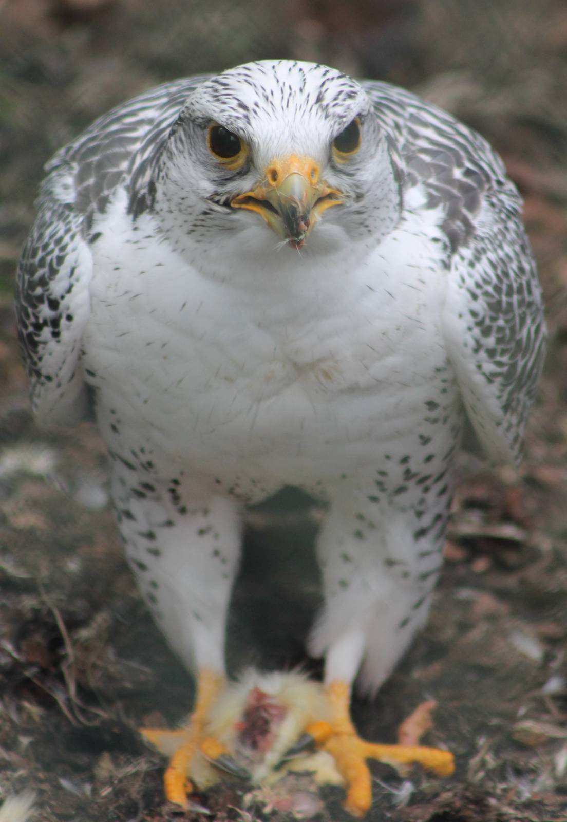 3/4 Gyr x Saker falcon hybrid