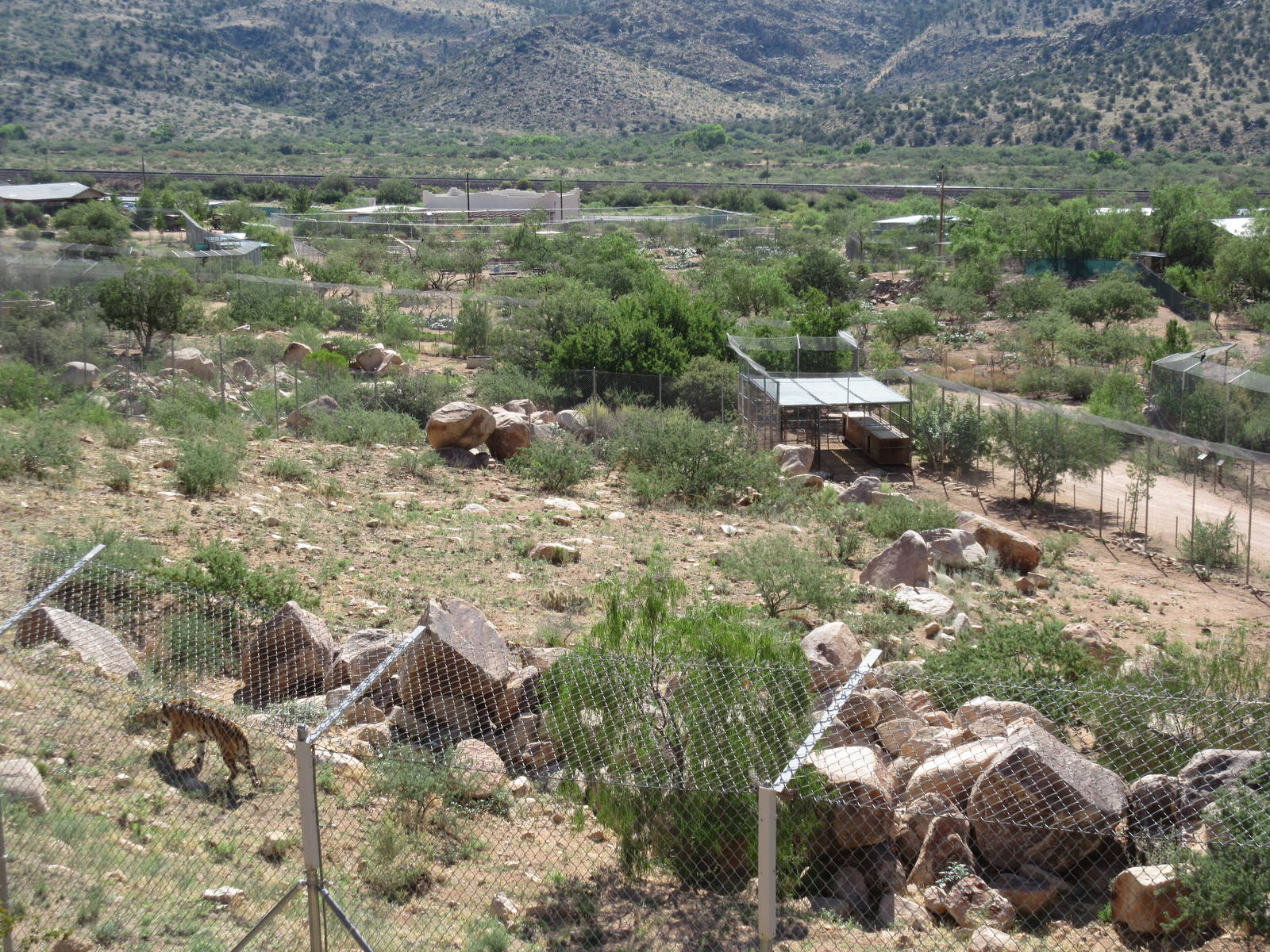 3.5 Acre Bengal Tiger Exhibit (home to 5 tigers)