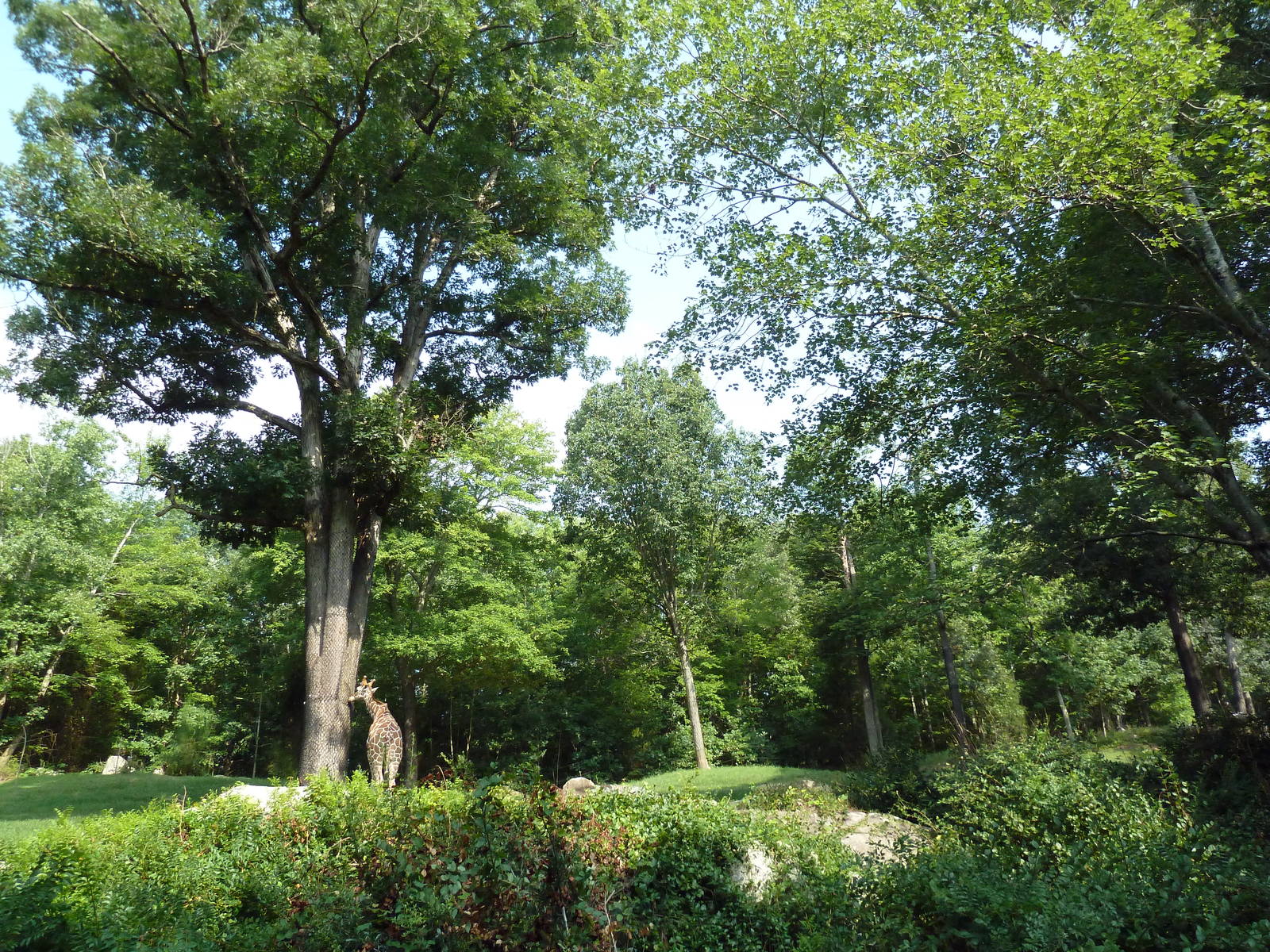 3.5 Acre Forest Edge - Reticulated Giraffe/Zebra/Ostrich Exhibit