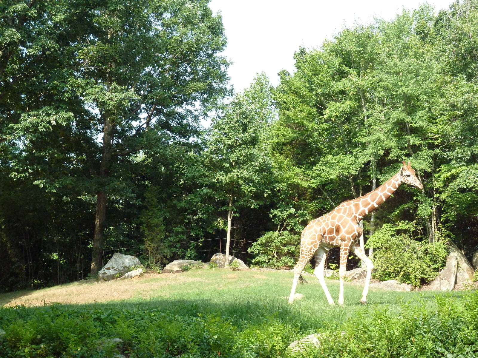 3.5 Acre Forest Edge - Reticulated Giraffe/Zebra/Ostrich Exhibit