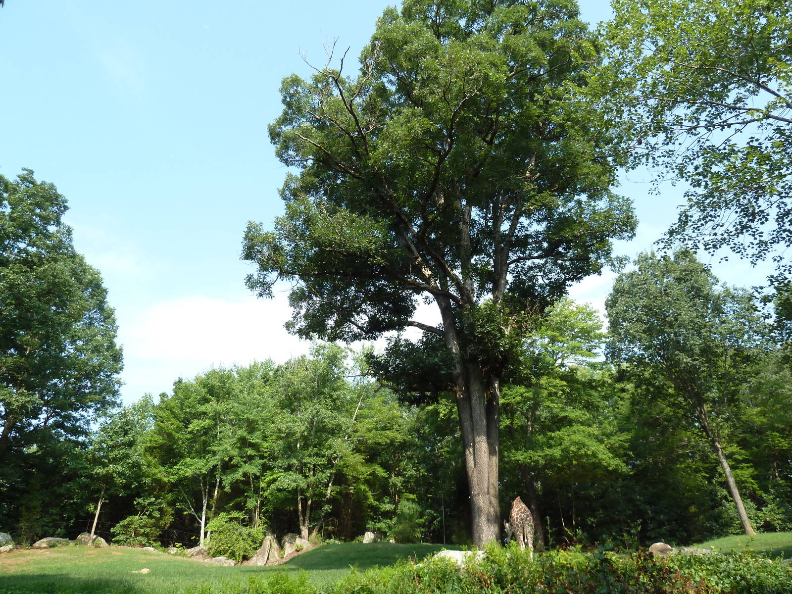 3.5 Acre Forest Edge - Reticulated Giraffe/Zebra/Ostrich Exhibit