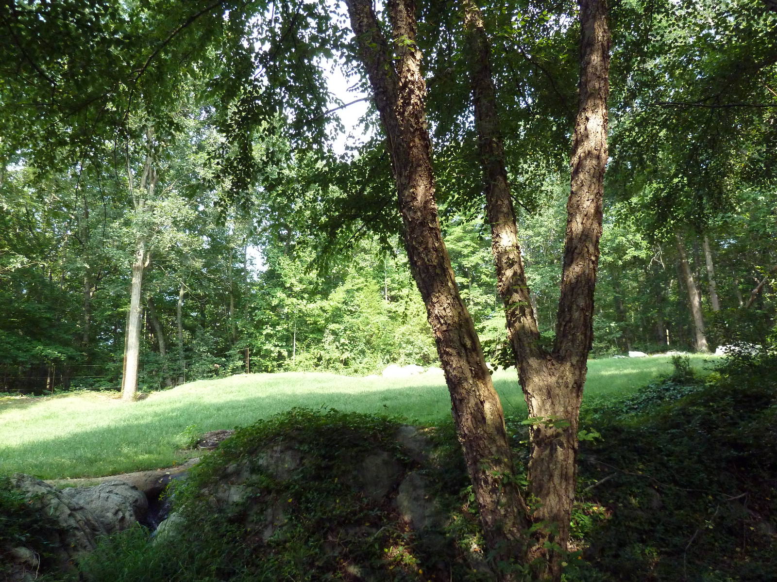 3.5 Acre Forest Edge - Reticulated Giraffe/Zebra/Ostrich Exhibit