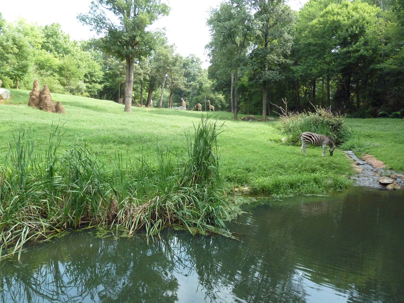 3.5 Acre Forest Edge - Reticulated Giraffe/Zebra/Ostrich Exhibit
