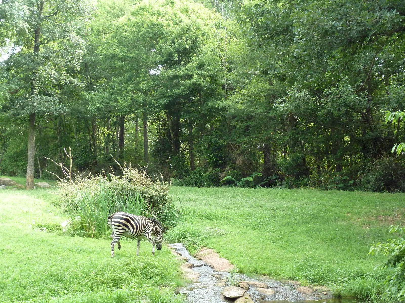 3.5 Acre Forest Edge - Reticulated Giraffe/Zebra/Ostrich Exhibit
