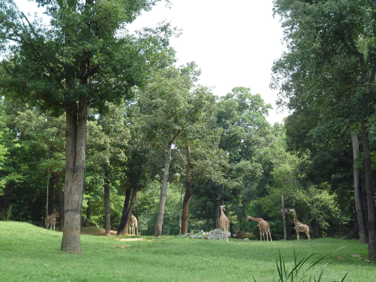 3.5 Acre Forest Edge - Reticulated Giraffe/Zebra/Ostrich Exhibit