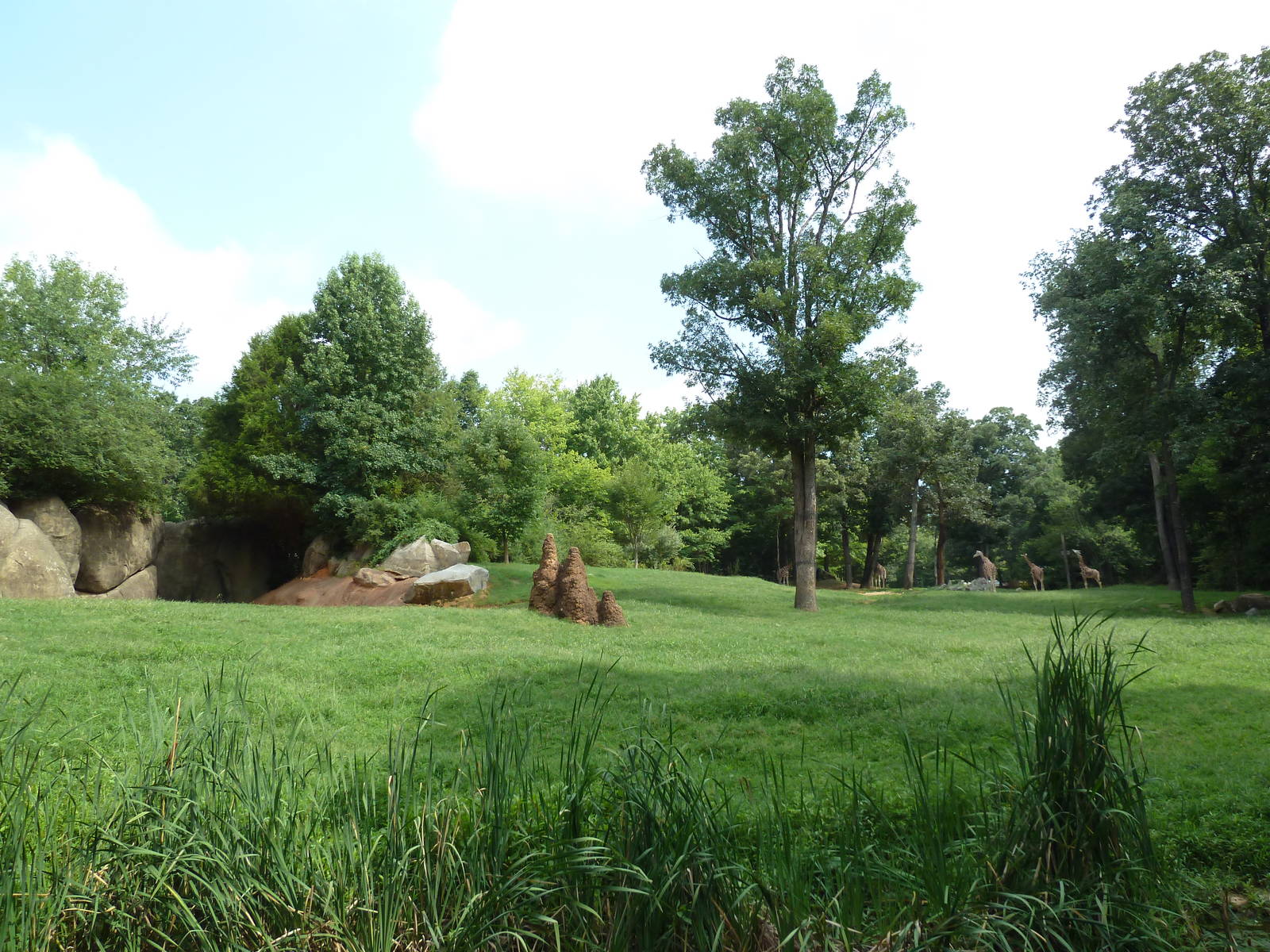 3.5 Acre Forest Edge - Reticulated Giraffe/Zebra/Ostrich Exhibit