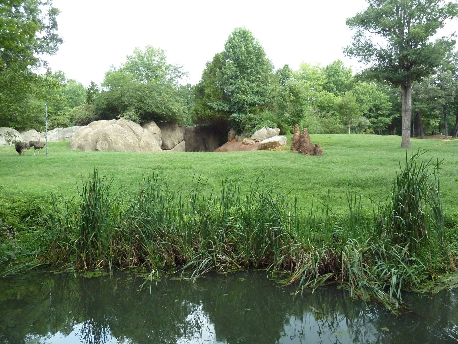 3.5 Acre Forest Edge - Reticulated Giraffe/Zebra/Ostrich Exhibit