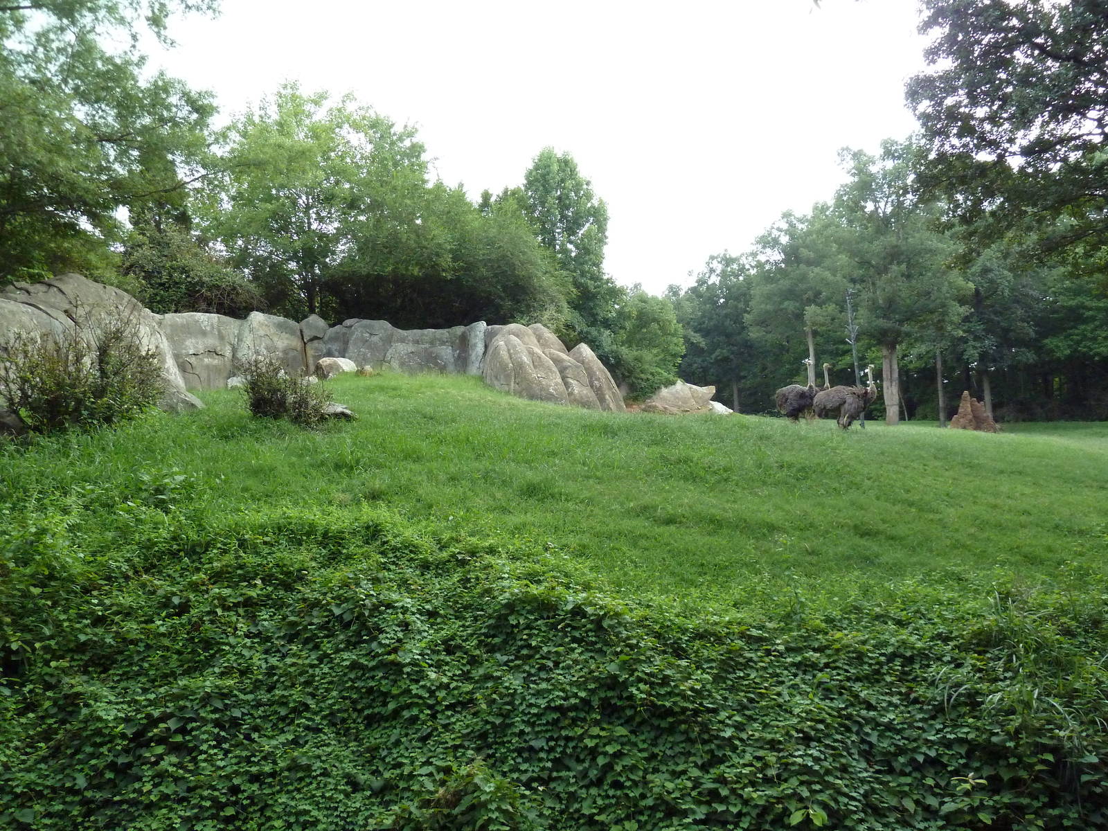 3.5 Acre Forest Edge - Reticulated Giraffe/Zebra/Ostrich Exhibit
