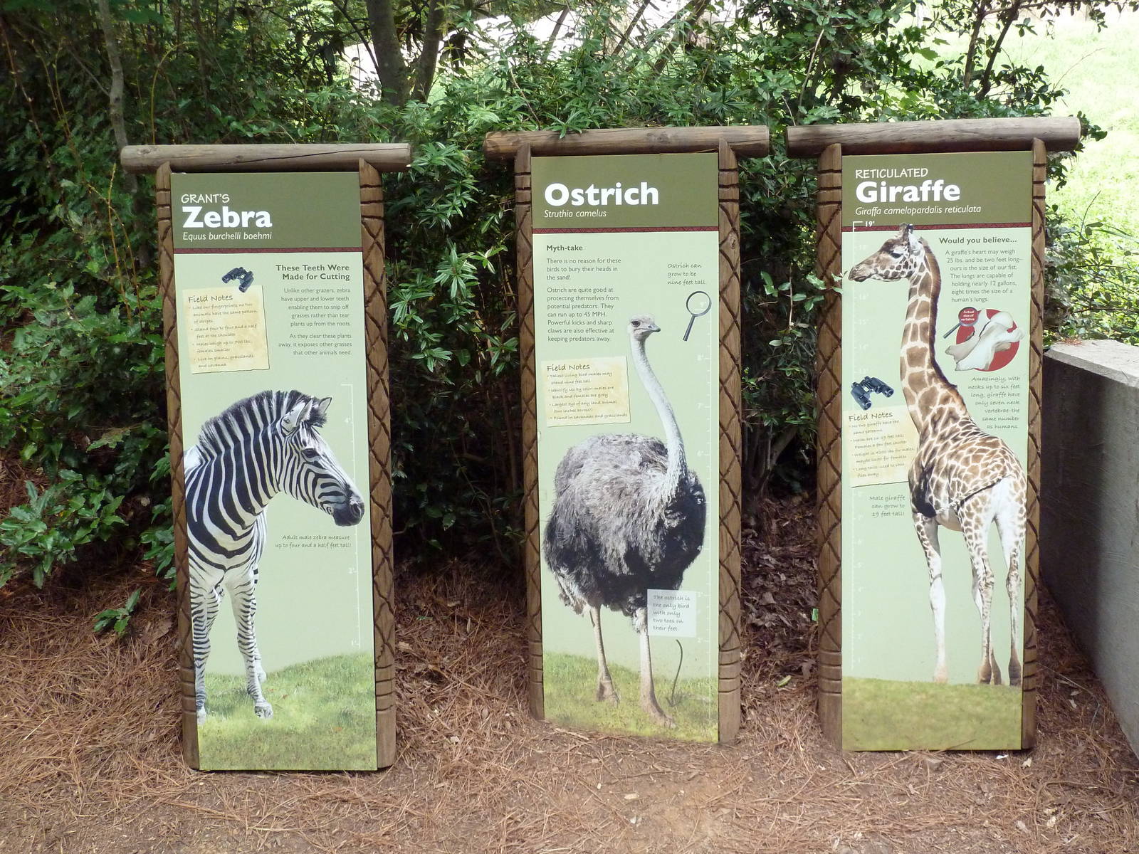 3.5 Acre Forest Edge Signage - Reticulated Giraffe/Zebra/Ostrich Exhibit