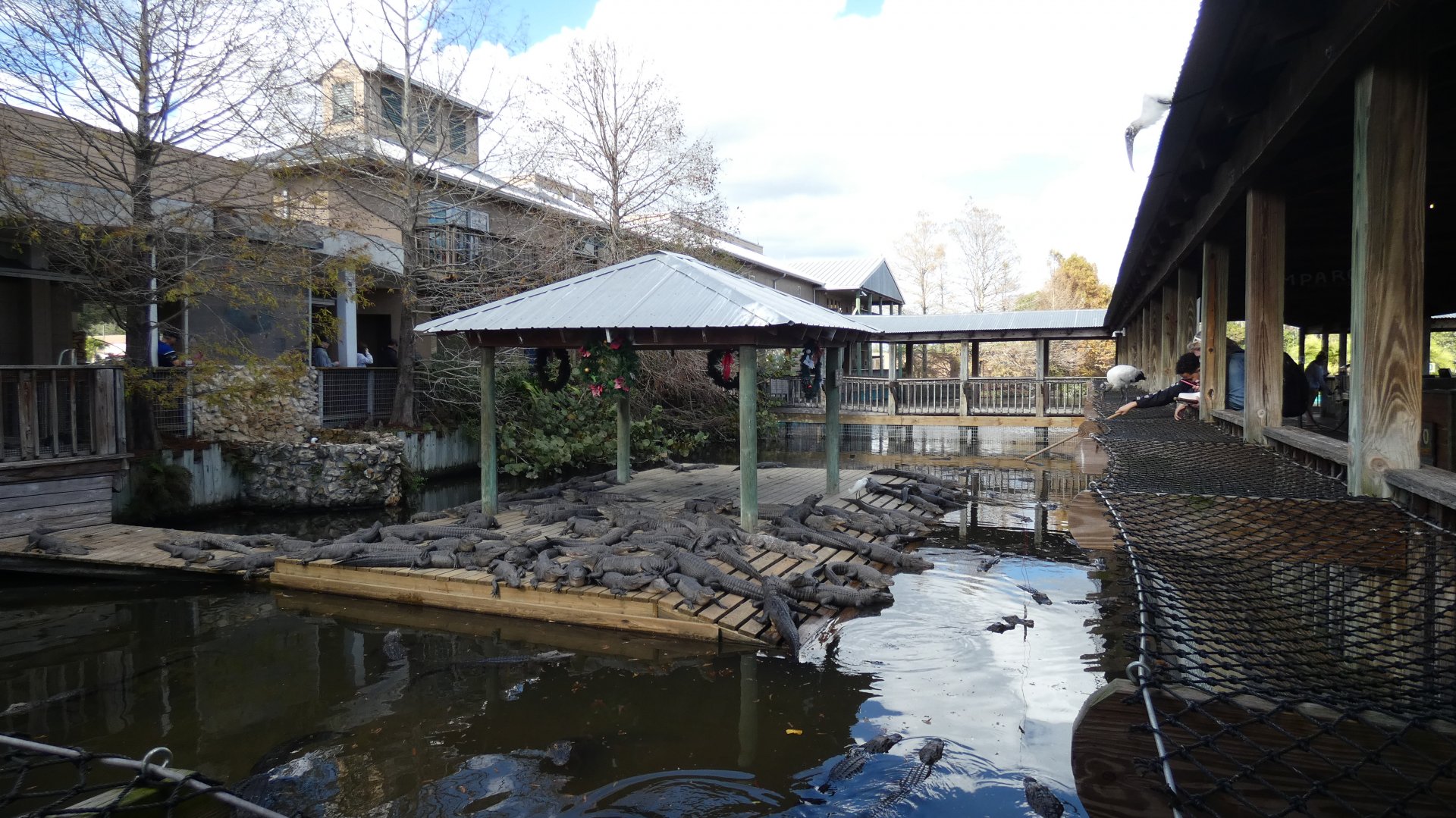 3-5 year old American Alligator Exhibit - Jan. 2022