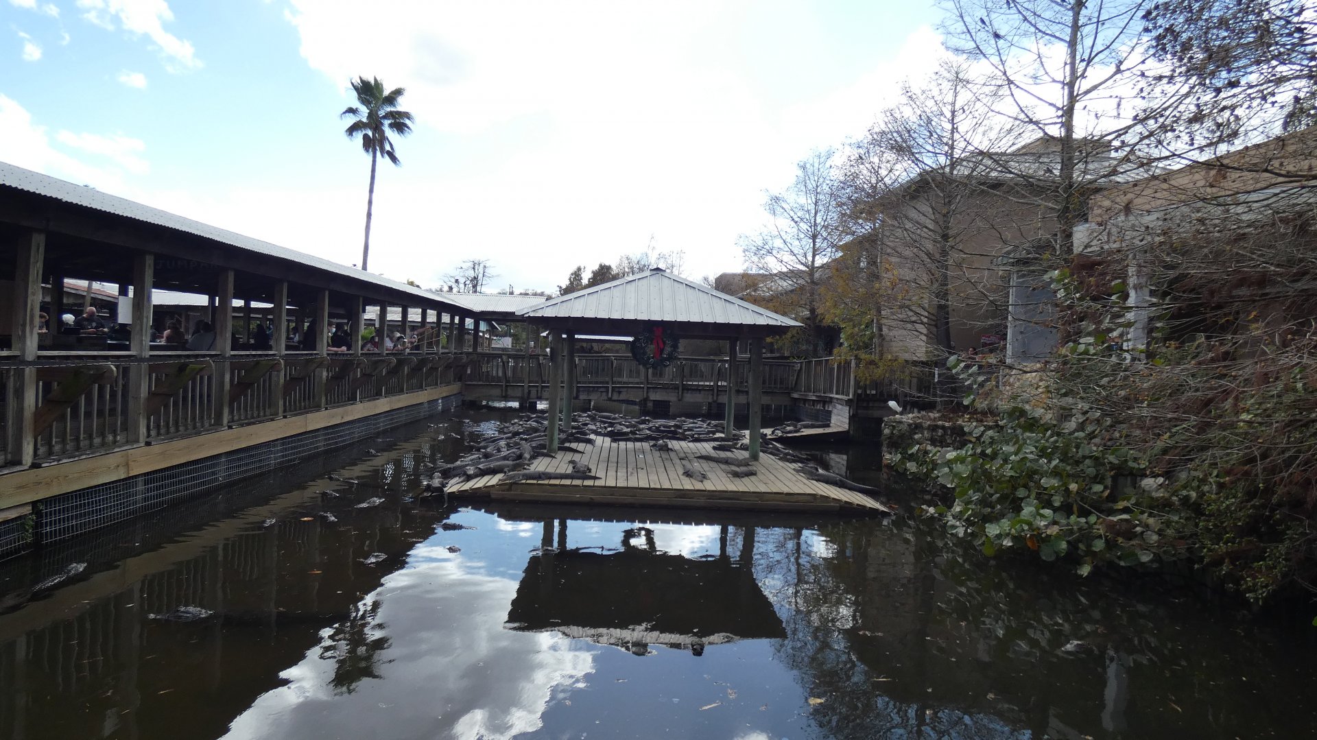 3-5 year old American Alligator Exhibit - Jan. 2022