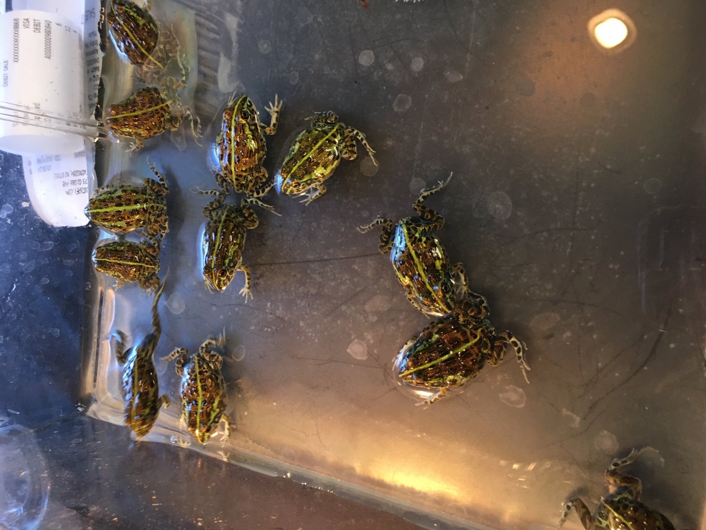 3/7/20 African Bullfrogs