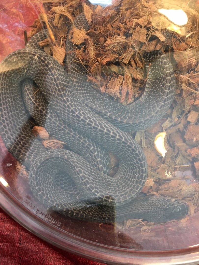 3/7/20 Cape File Snake