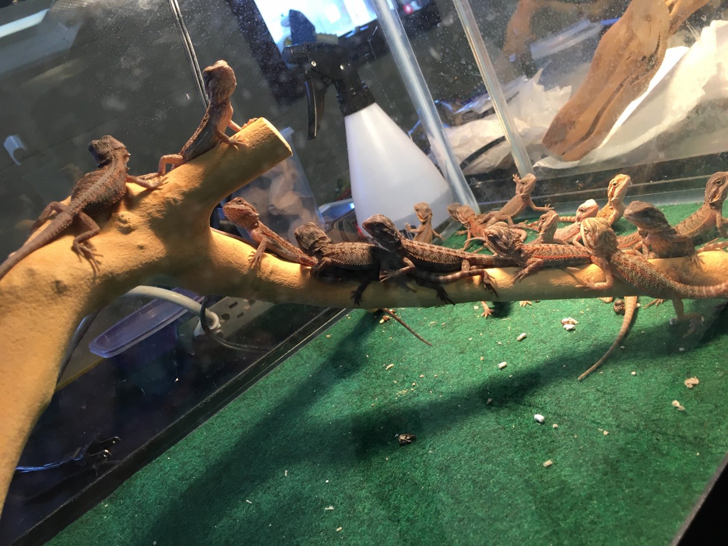 3/7/20 Central Bearded Dragons