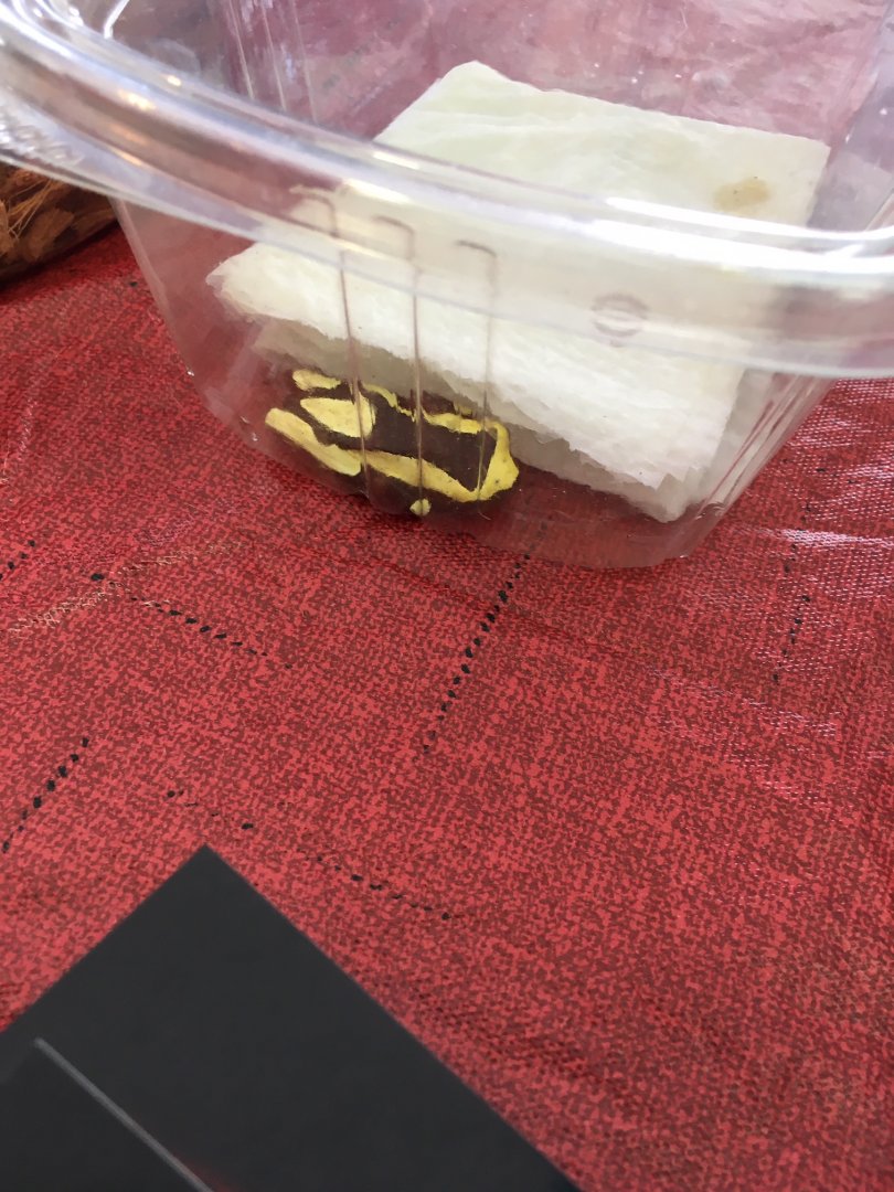 3/7/20 Clown Tree Frog