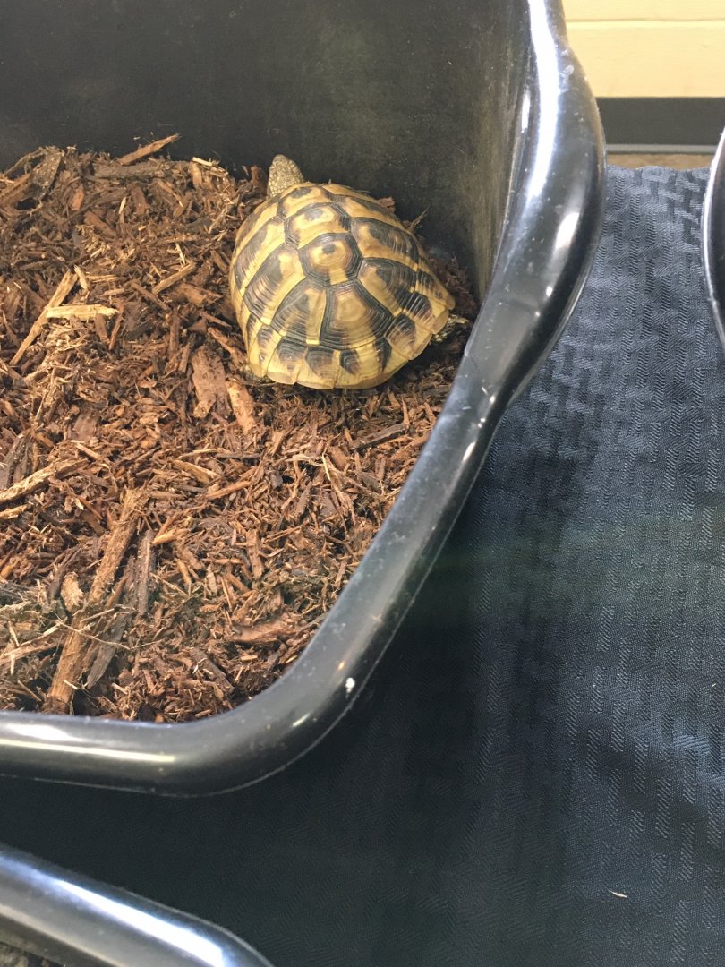 3/7/20 Common Tortoise