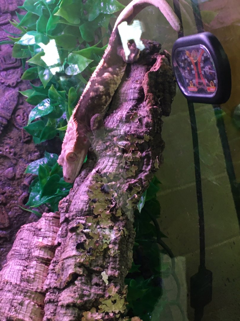 3/7/20 Crested Giant Gecko