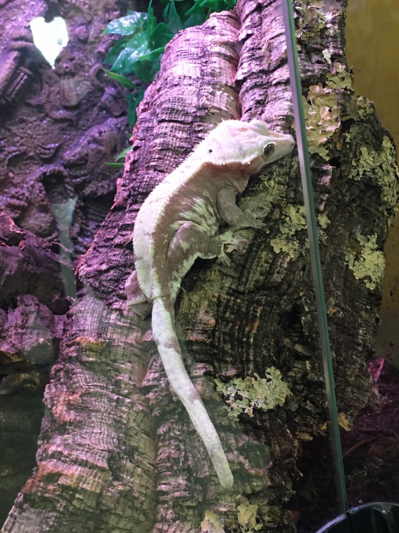 3/7/20 Crested Giant Gecko