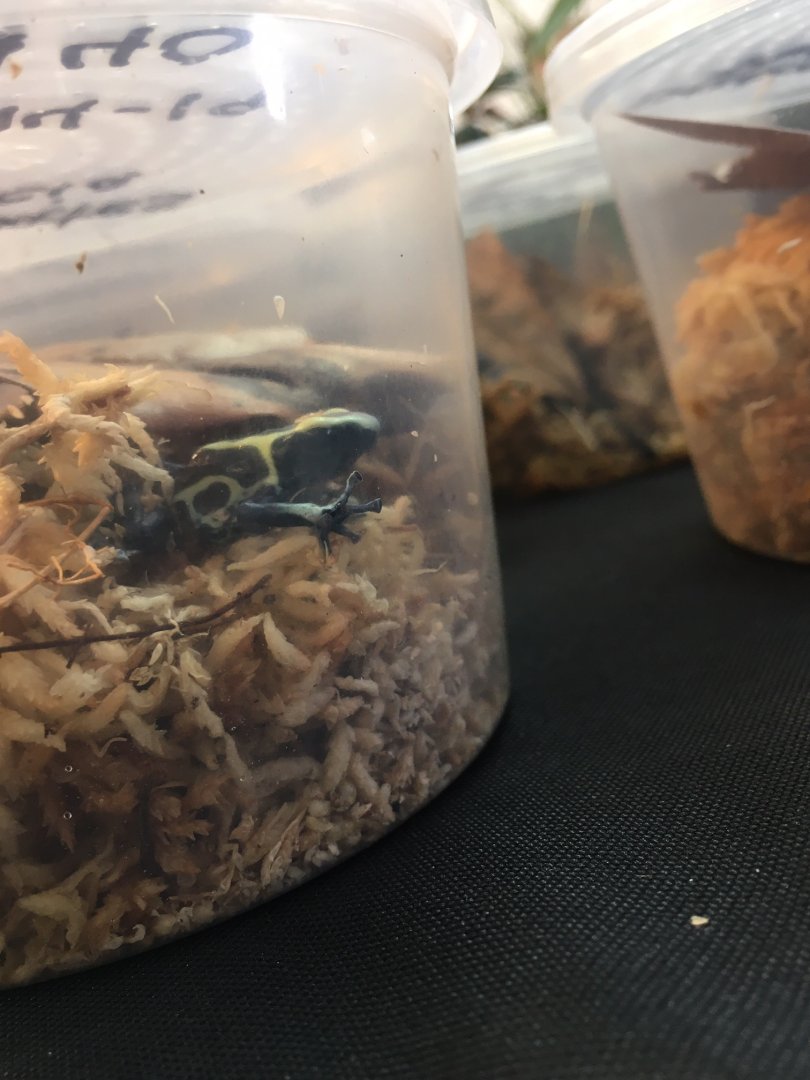 3/7/20 Dyeing Poison Dart Frog