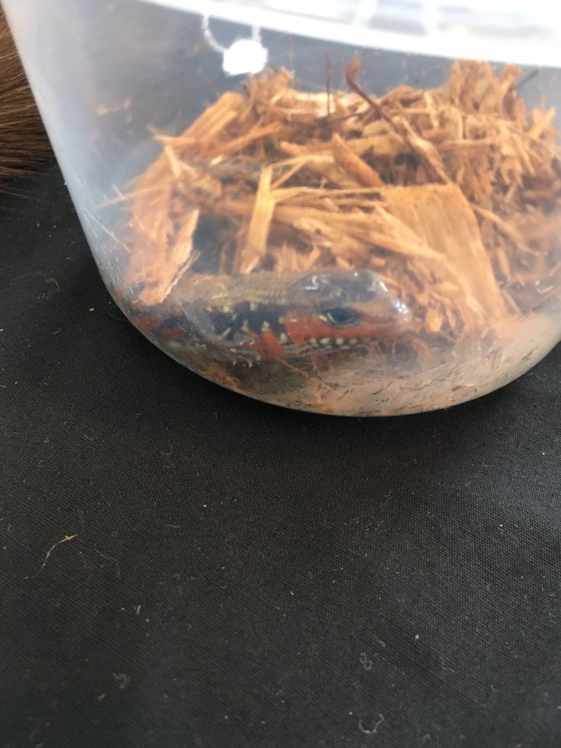 3/7/20 Fire Skink