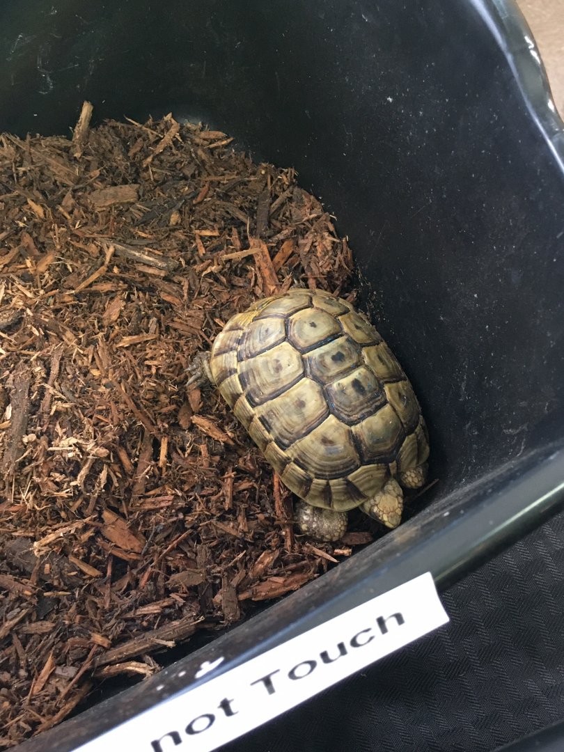 3/7/20 Hermann's Tortoise