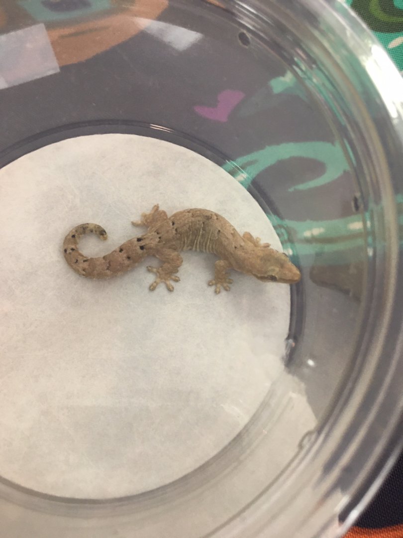 3/7/20 Mourning Gecko