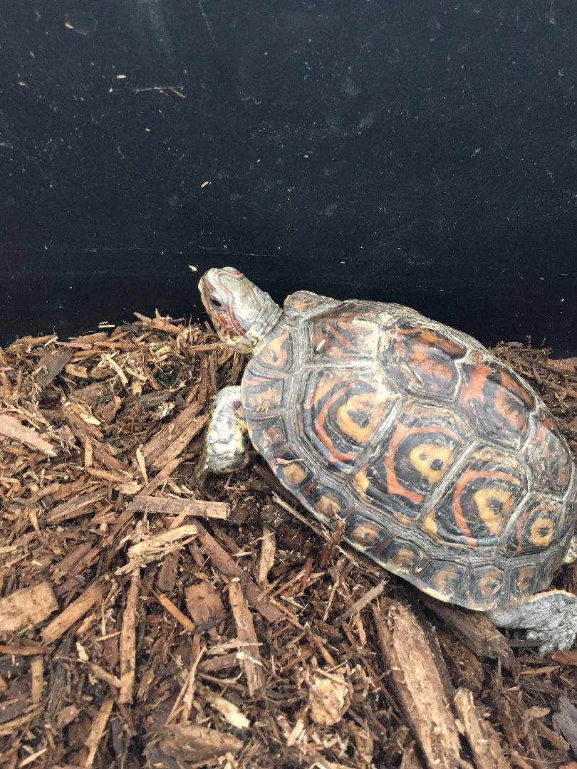 3/7/20 Painted Wood Turtle