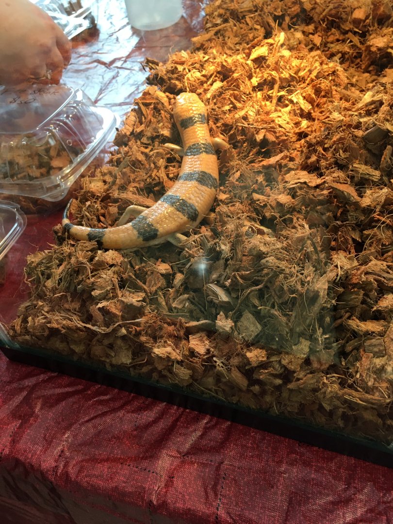 3/7/20 Peter's Banded Skink